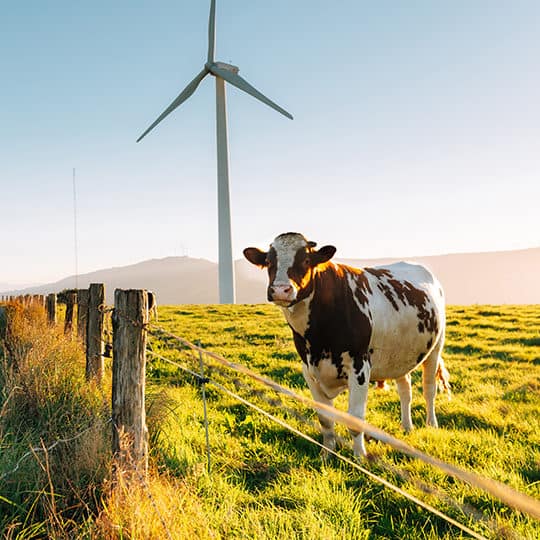 cow in field with wind turbine